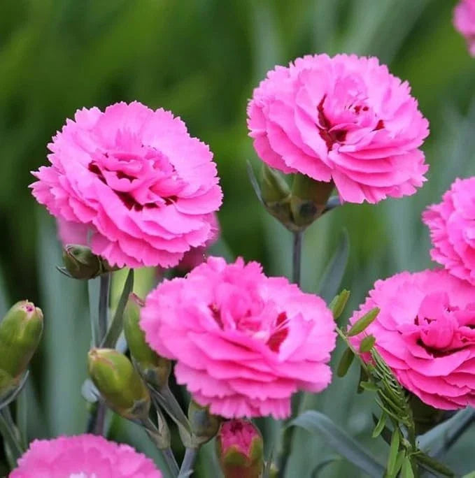 Dianthus Firefly Plug Plant – Magenta-Red Perennial Garden Flower – Well-Rooted Starter Plant