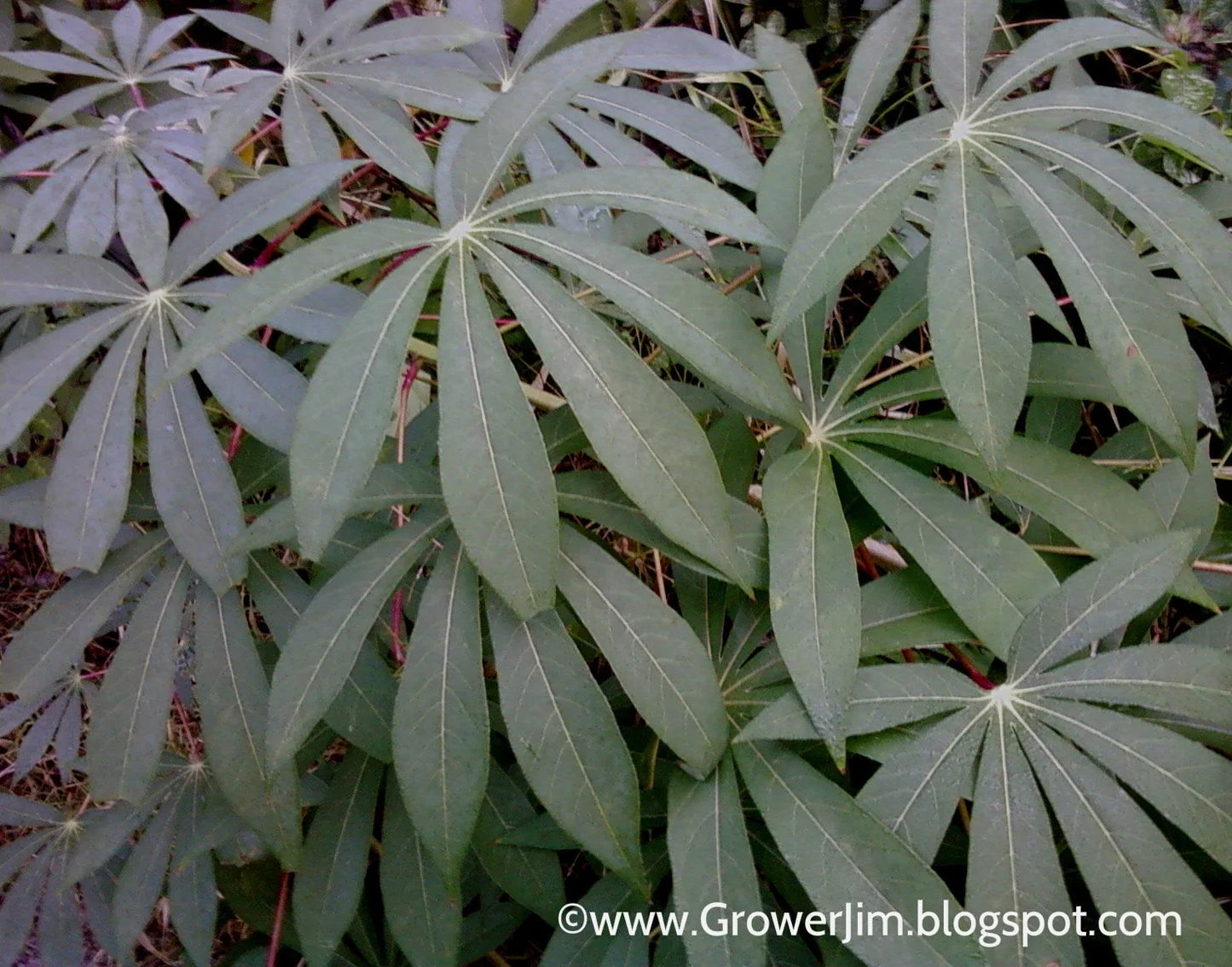 Cassava Cuttings - 5 Unrooted Red Yuca (Manihot esculenta) for Planting, Gardening, Tropical Crop
