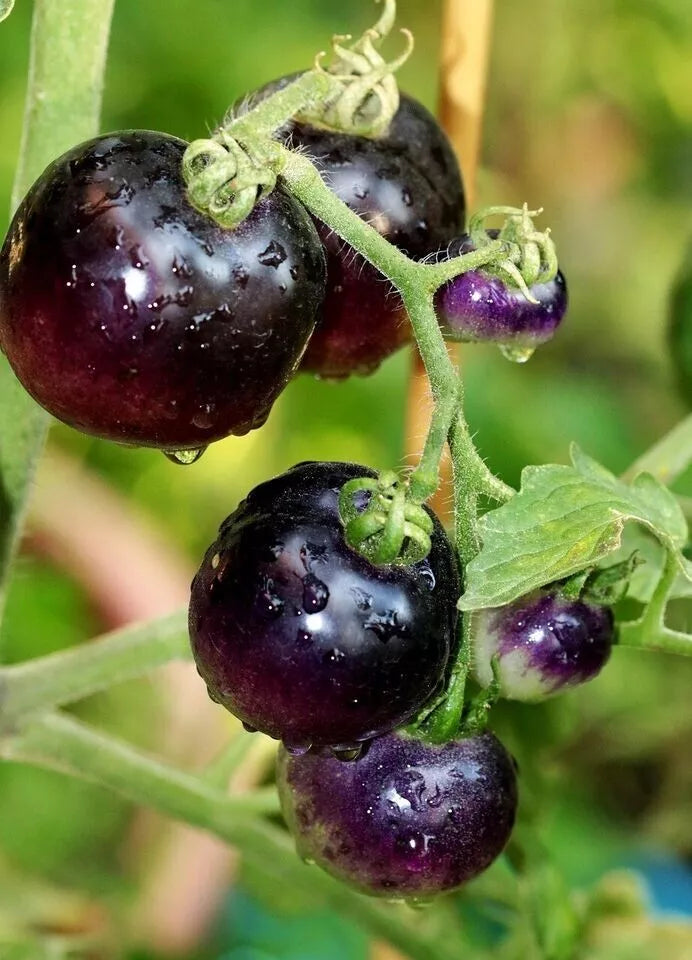 European Black Cherry Tomato Seeds - Heirloom, Non-GMO, Sweet, Solanum lycopersicum, Small Juicy Tomatoes, Container Garden