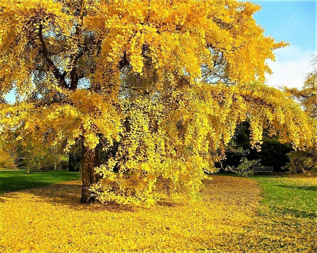 Ginkgo Biloba Seeds - 5+ Fresh Maidenhair Tree Seeds for Landscaping or Bonsai - Deciduous Tree Seeds