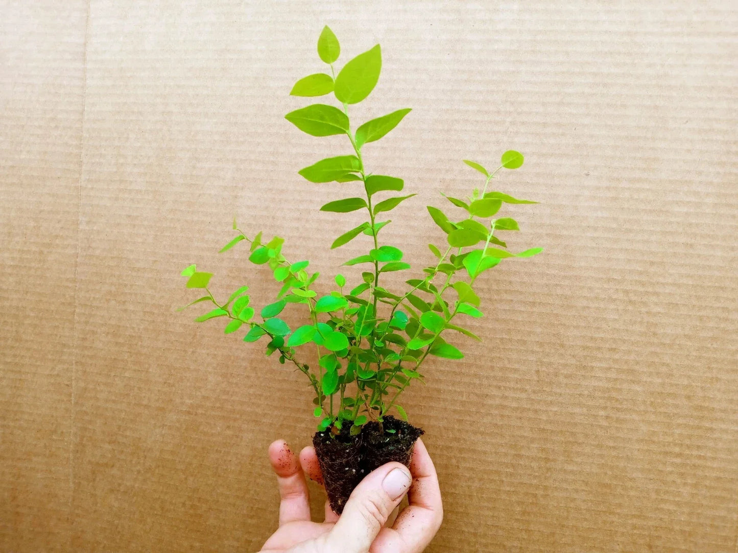 Blueberry Starter Plants 2 Pack - REKA Variety, Vaccinium corymbosum, Pesticide-Free, Zones 4-7