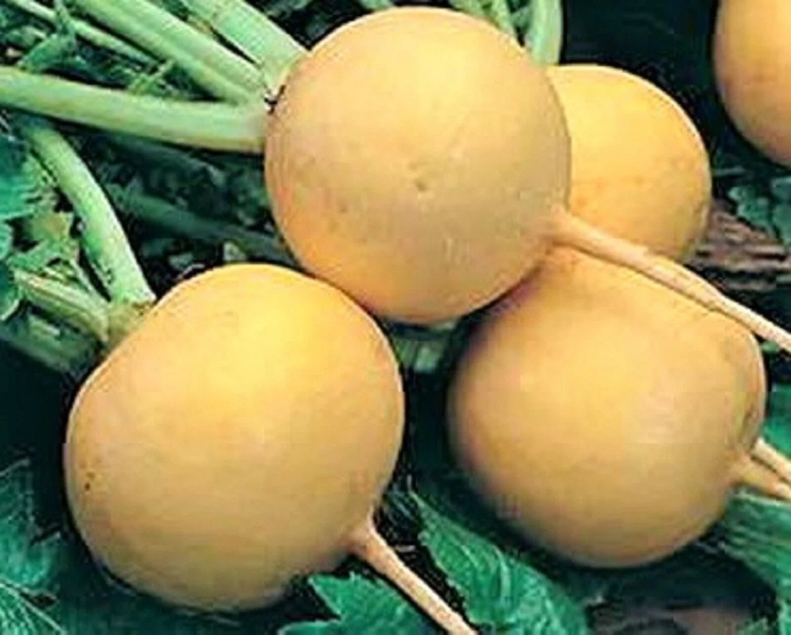 Golden Ball Turnip Seeds - Non-GMO Brassica rapa for Home Gardening, 500+ Packets