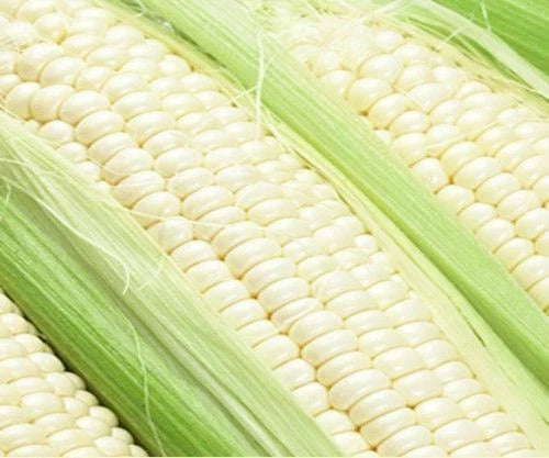Sweet Corn Seeds - Illusion Variety, Non-GMO Zea mays, Fresh, Heirloom, Summer Crop, Garden Seed, 50 Pack