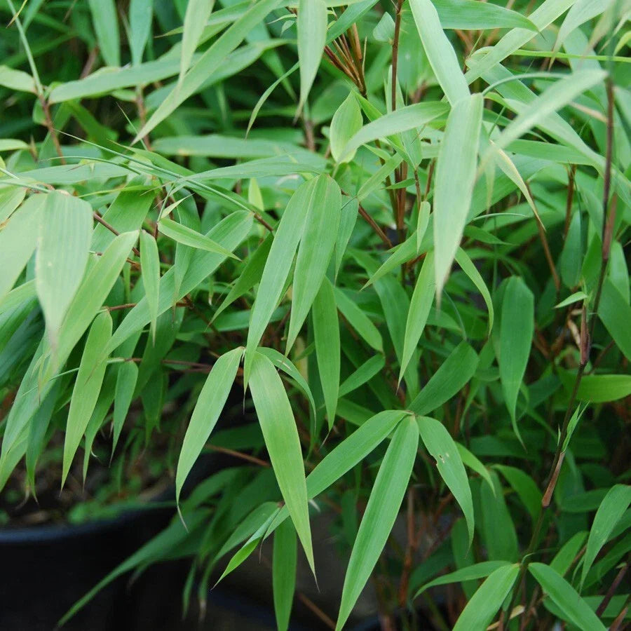 50 Bamboo Seeds Sunset Glow Clumping Privacy Plant - Fast Growing Shade Screen