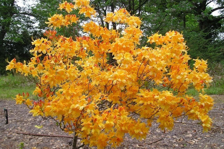 Aromi Azalea Starter Plant - Fantastique Variety - Rhododendron deciduous shrub for garden, container, landscape