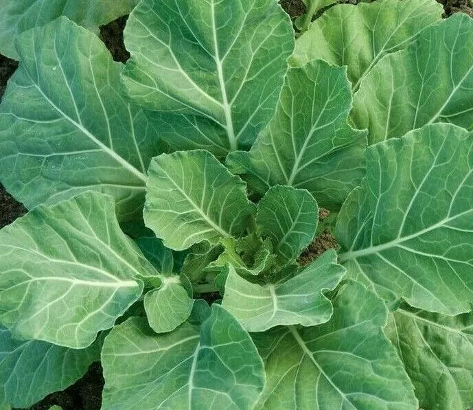 Champion Collard Greens Seeds 300+ Heirloom Brassica oleracea for Southern Cooking