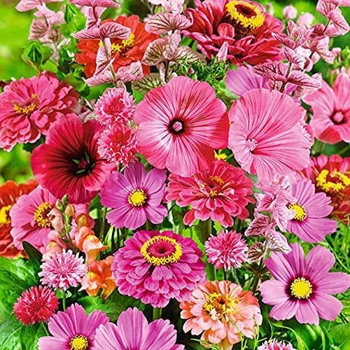 Pink Passion Wildflower Seed Mix - 200+ Seeds for Vibrant All-Pink Garden Blooms