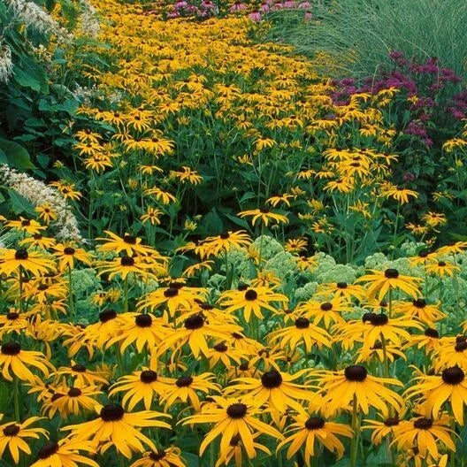 Black Eyed Susan Seeds - 500 Non-GMO Rudbeckia hirta Perennial Wildflower for Gardens & Pollinators