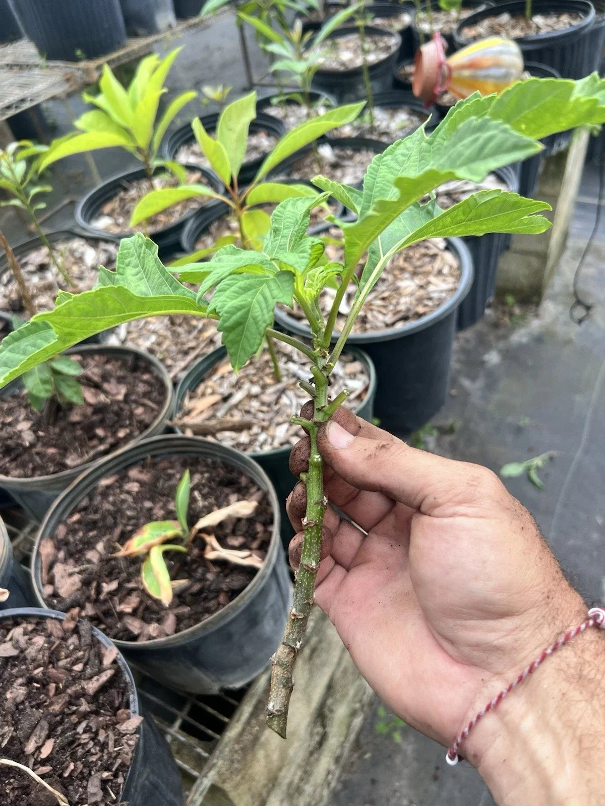 Mexican Sunflower Live Cuttings - Tithonia diversifolia - 15 Pack for Gardens & Landscaping, Bright Orange-Yellow Blooms