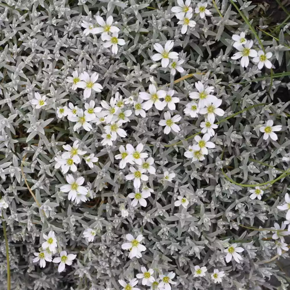 Snow In Summer Seeds – Cerastium tomentosum Groundcover Perennial, White Flowers, Drought-Tolerant, Fast-Growing, 300+ Seeds