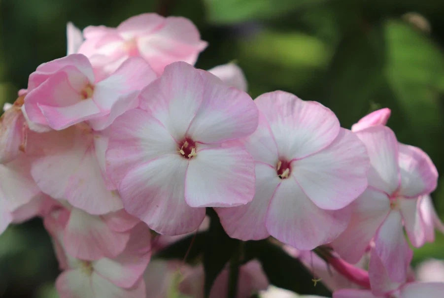 Mother of Pearl Phlox Seeds - 100+ Pastel Color Flower Seeds for Garden Planting - Phlox paniculata