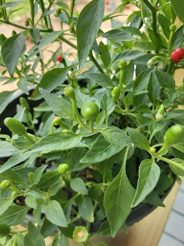 Wild Chile Pequin Seeds 25 Count, Capsicum annuum var. glabriusculum, Small Bush, Spicy Chili Plant for Garden or Container
