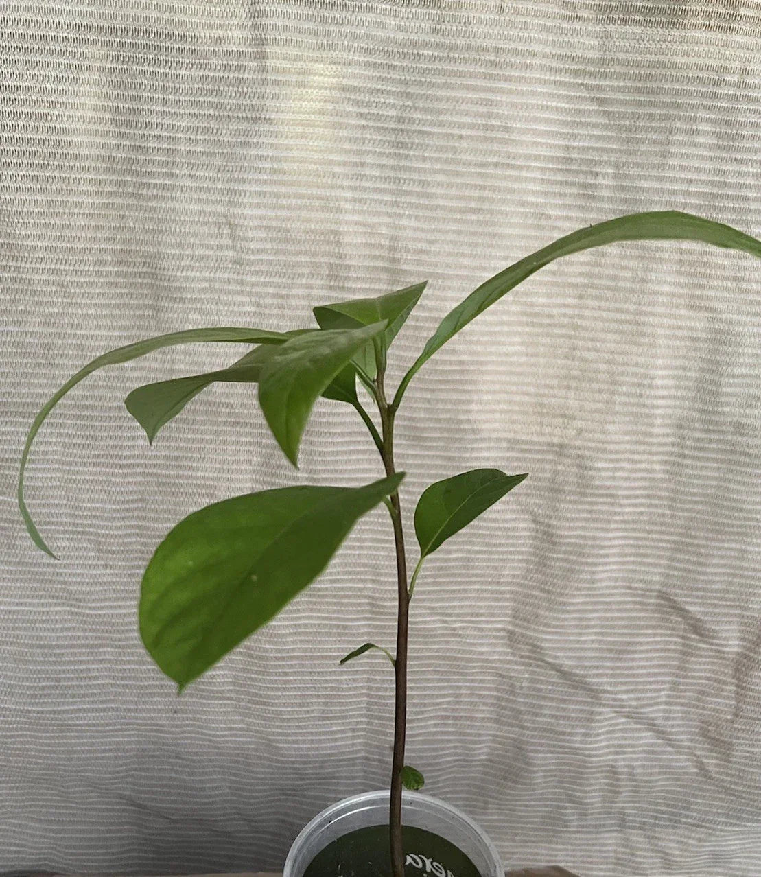 Avocado Tree 12” Live Plant in Pot - Persea americana Indoor/Outdoor
