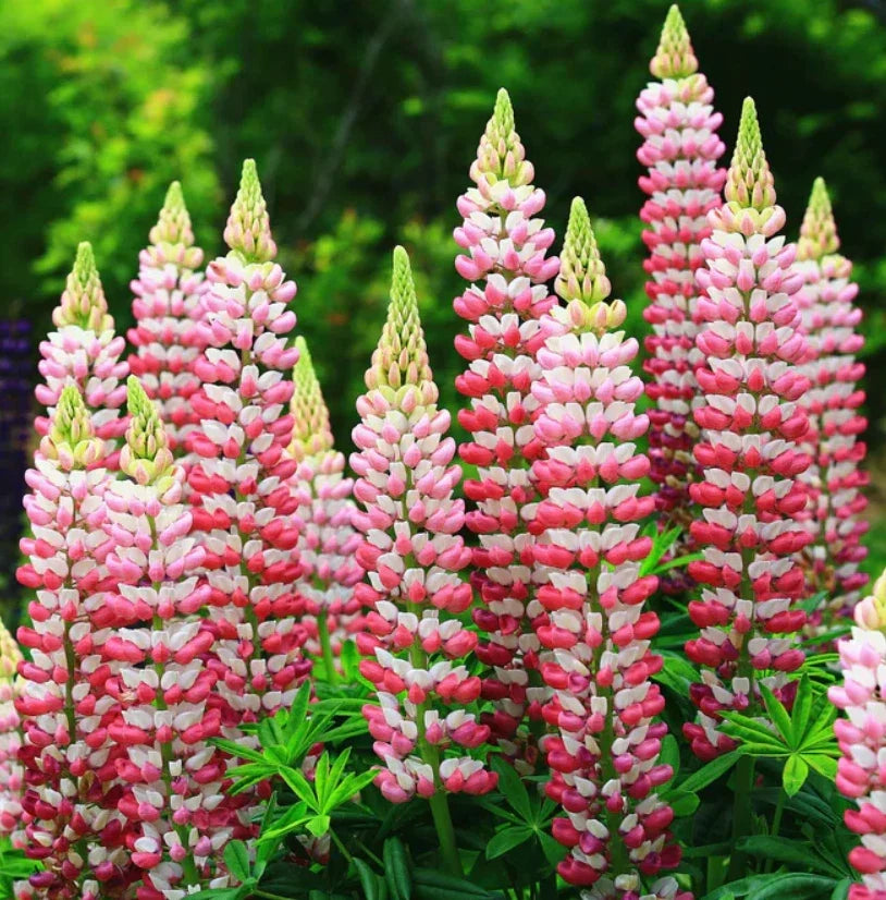 Russell Lupine Seeds CHATELAINE Apricot Perennial Non-GMO Pollinator Attracting Seeds for Garden, 20 Pack