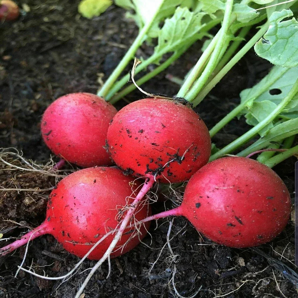 Early Scarlet Globe Radish Seeds 200 Ct - Heirloom NON-GMO Raphanus sativus
