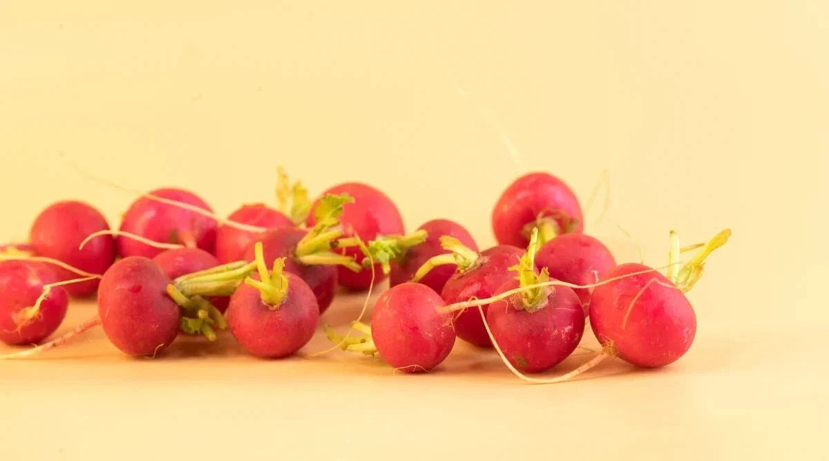 Lady Slipper Radish Seeds - 500+ Pack, Fast-Growing Raphanus sativus for Garden Planting, Vibrant Pink & White Striped Radishes
