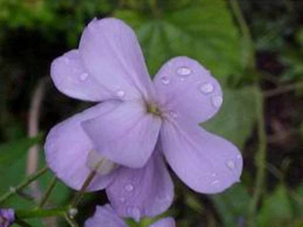 Dame's Rocket Seeds - 1000+ Pack, Fragrant Purple Pink White Clusters, Hesperis matronalis, Wildflower Garden Plant