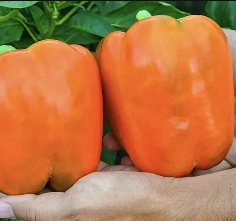 Orange King Bell Pepper Seeds - 10+ Organic Heirloom Non-GMO Capsicum annuum
