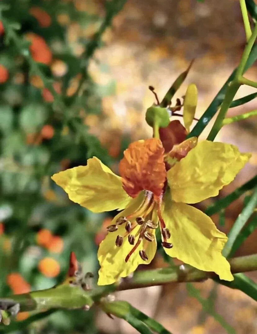 Mexican Palo Verde Seeds 10 Pack - Parkinsonia Aculeata, Drought-Tolerant Tree Seeds USA
