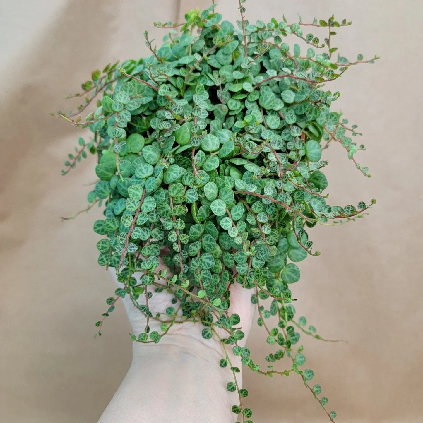 Peperomia Prostrata String of Turtles 4" Potted Succulent Houseplant, Trailing Indoor Plant, Rare Foliage