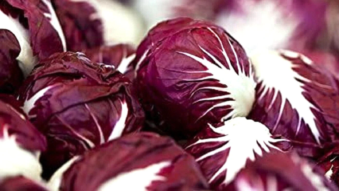 Red Verona Radicchio Seeds 300+ Non-GMO Chicory Seeds for Planting, Cichorium intybus, Annual, Full Sun to Partial Shade