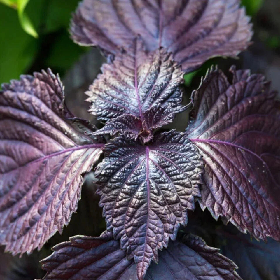 Live Purple Shiso Plant - 6-Inch Well-Rooted Perilla frutescens for Culinary, Garnishes, and Salads
