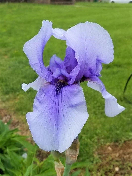 Bearded Iris Plant - Tall Perennial Rhizome Purple Variety - Iris germanica