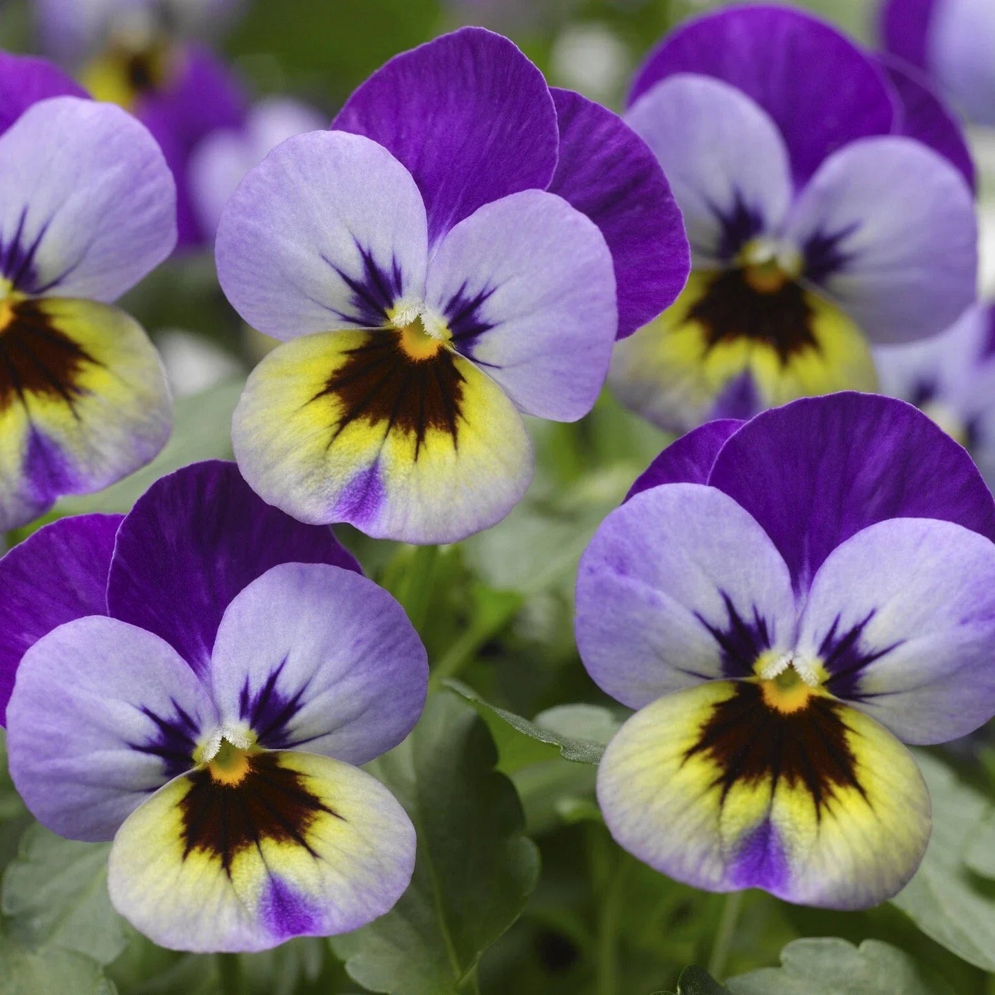 Viola Seeds 50 Pack Violet Blue Scented Viola Deltini Flower Seeds for Garden & Container Planting
