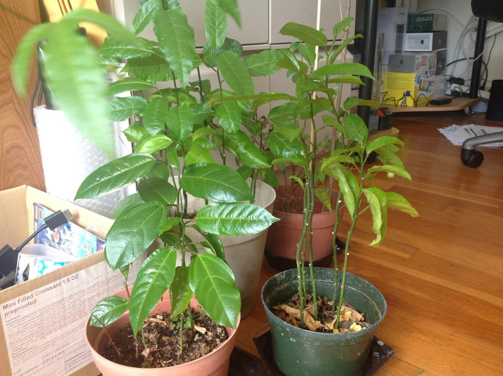 Passion Fruit Plant - Live Starter Plant - Passiflora edulis 'Possum Purple' - Edible Fruit & Vivid Purple Flowers