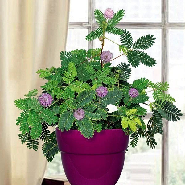 Dwarf Sensitive Plant Seeds - Mimosa pudica - Indoor Tropical Houseplant