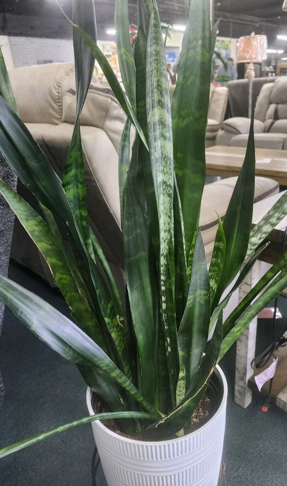 Sansevieria Snake Plant Leaf Cuttings – 4 Varieties Indoor Air Purifying Houseplants – Sansevieria trifasciata