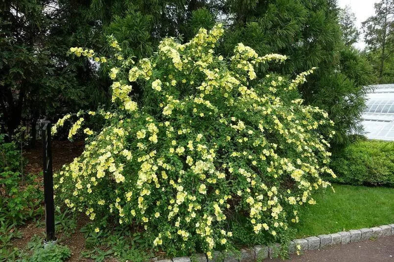 Yellow Manchu Rose Bush Seeds - Rosa xanthina - Hardy Perennial Flowering Plant, 50 Seeds for Planting