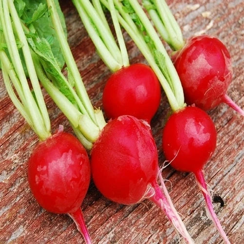 Crunchy Royale Radish Seeds - Organic Raphanus sativus for Garden, Indoor & Outdoor Planting, Fast-Growing, Non-GMO, 200 Seeds