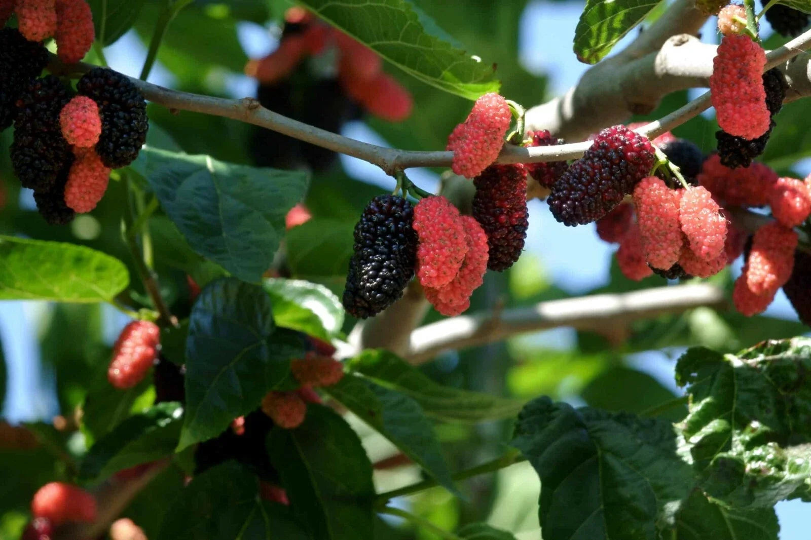 Illinois Everbearing Mulberry Live Plant – Fruiting Starter Tree Morus alba 'Illinois Everbearing'
