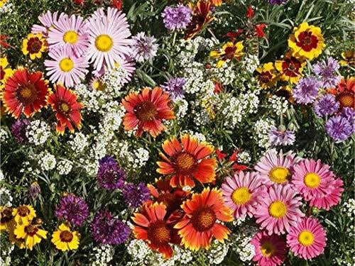 Perennial Wildflower Seeds Mix - Colorful Native Wildflowers for Gardens - Attract Pollinators - Easy to Grow Seed Packet