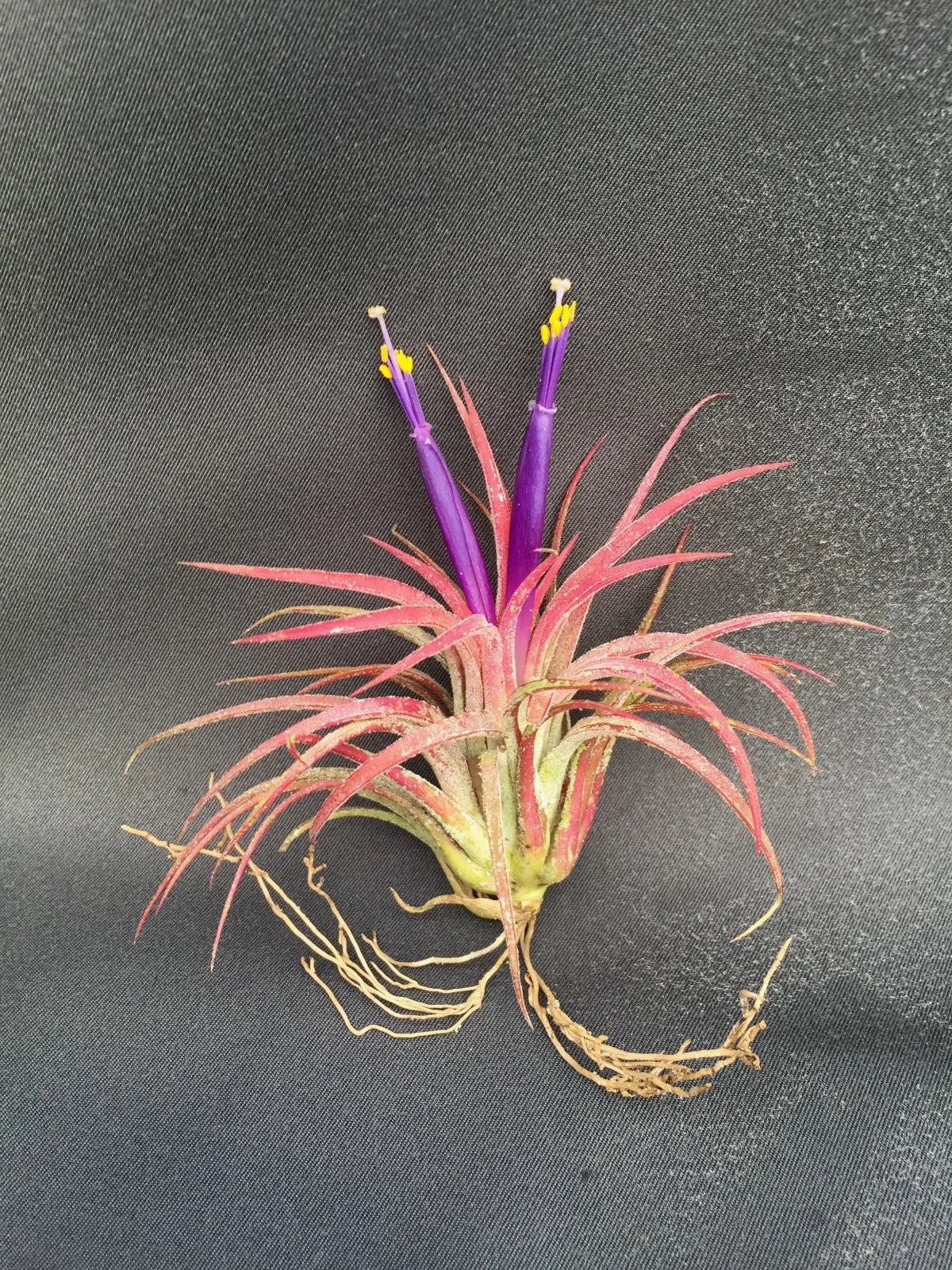 Tillandsia Ionantha Air Plant - Starter Plant - Blushing Bride Bromeliad - Epiphytic, Low Maintenance, Bright Indirect Light