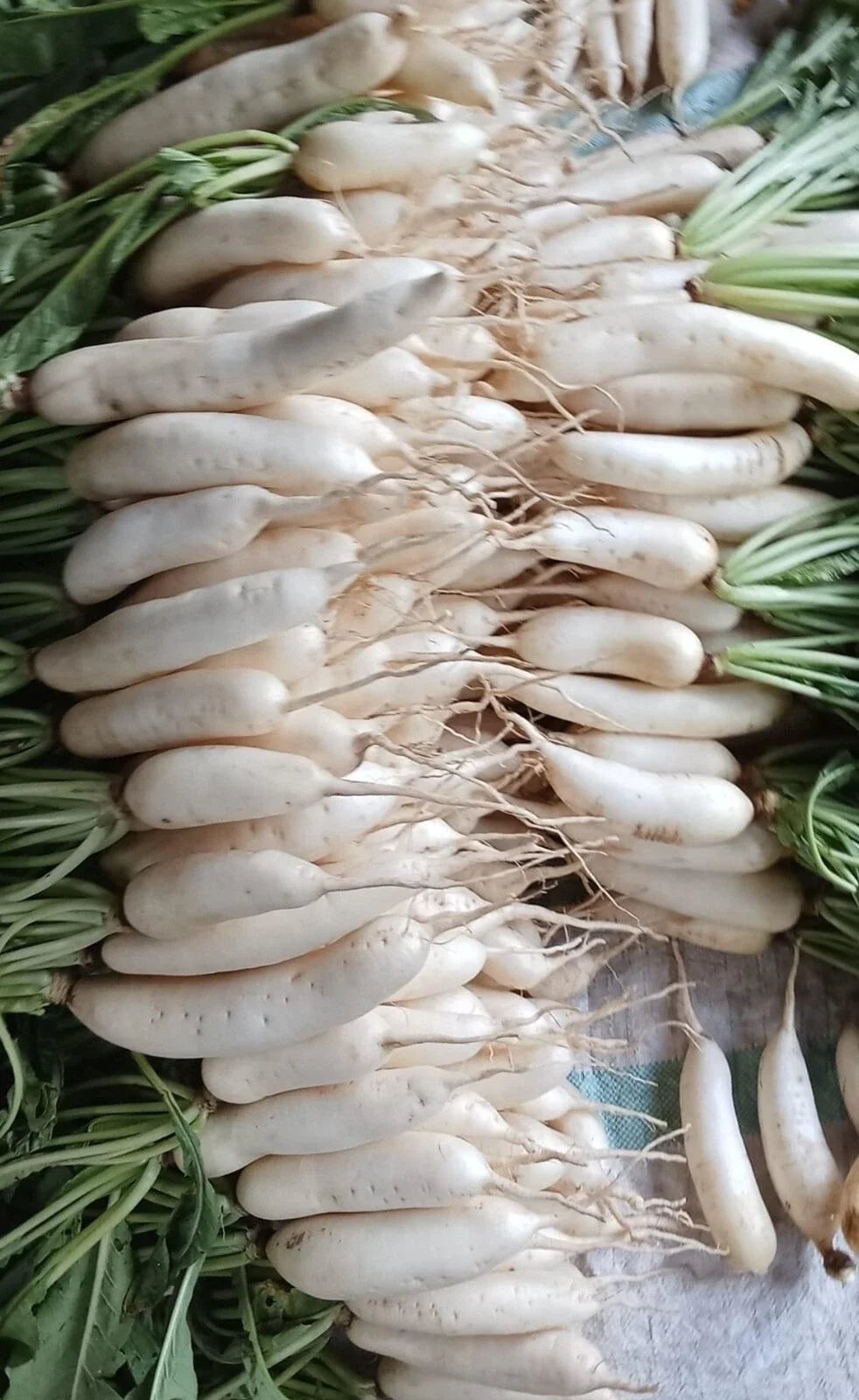 Japanese White Icicle Radish Seeds - 100+ Non-GMO Raphanus sativus for Home Gardening & Culinary Use