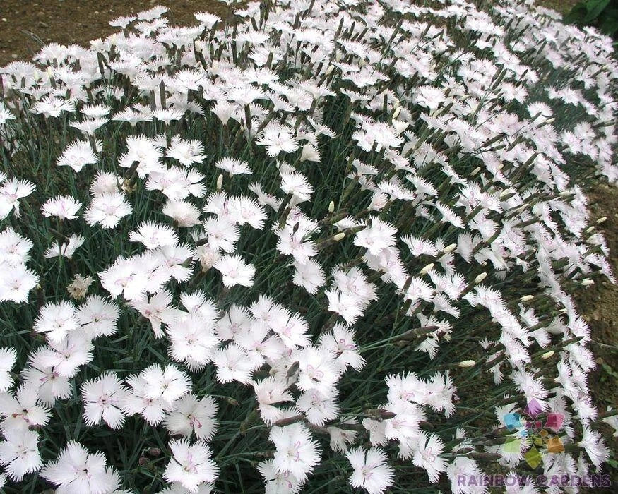 Dianthus Greystone Carnation Seeds - 200+ Fragrant Flower Seeds for Garden, Borders, Containers, USA Grown