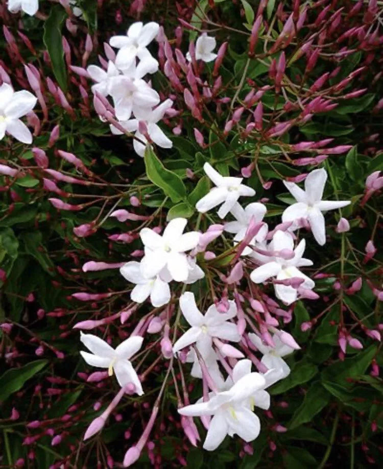 Pink Star Jasmine Cuttings - 16 Pieces - Fragrant Climbing Vines