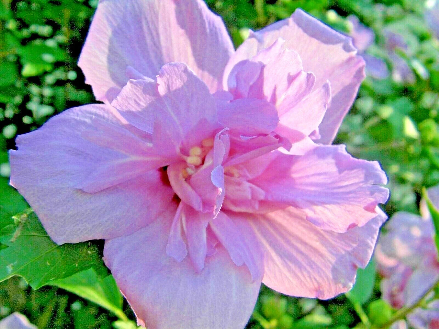 Rose of Sharon Cuttings 20 Pack Hibiscus Syriacus Flowering Bush for Garden, Easy to Root