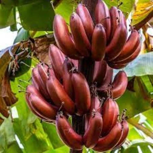Musa acuminata 'Bordelon' Banana Tree Starter Plant – Tropical Indoor/Outdoor Small Rooted Plant