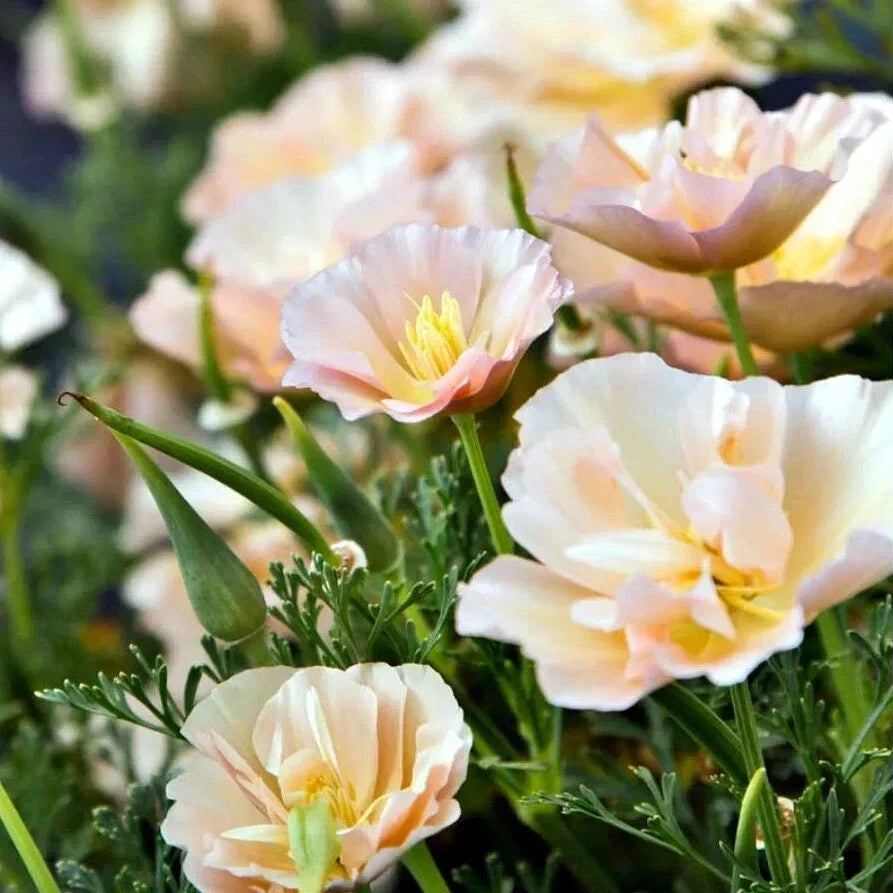 California Thai Silk Pink Champagne Poppy Seeds – Papaver somniferum, Pink Flowers, Annual, 200+ Seeds for Garden