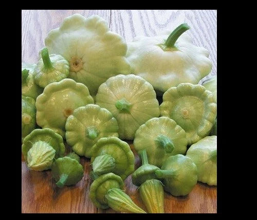Bennings Green Tint Summer Squash Seeds - Cucurbita pepo Patty Pan Prolific Scallops, 10-100 Seeds, Easy to Grow, Full Sun, Bush Type