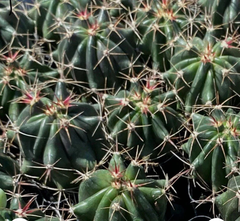 Fire Barrel Cactus 2" Pot - Ferocactus Gracilis Succulent with Spines