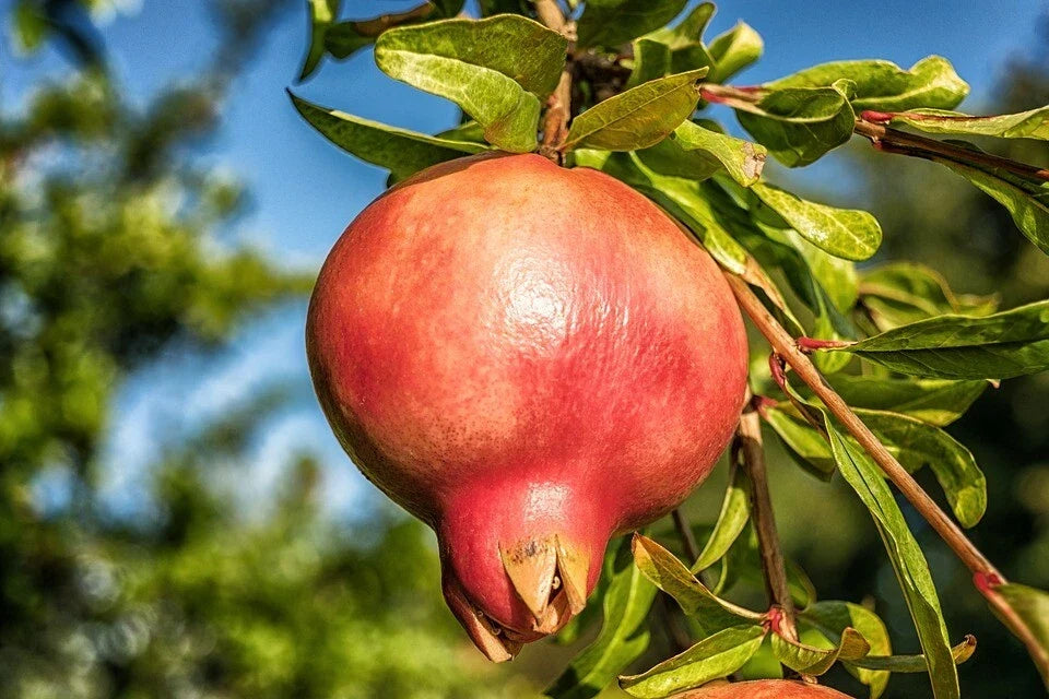 Organic Pomegranate Seeds Pack of 20 | Punica granatum Fruit Seeds for Home Gardening