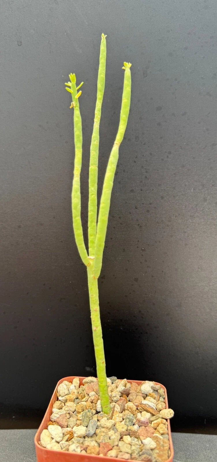 Euphorbia Mauritanica Pencil Milk Bush - 10" Rooted Rare Succulent for Indoor & Outdoor