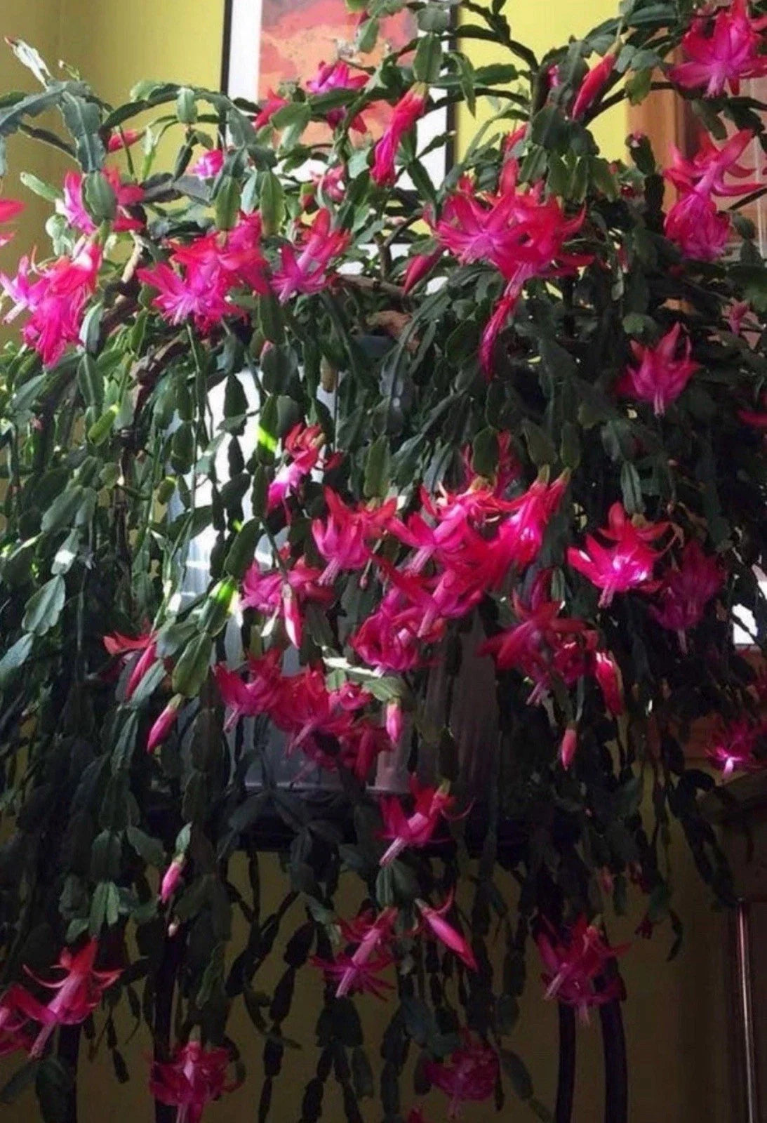 Christmas Cactus Starter Plant - Old Fashioned Pink - Schlumbergera truncata - Indoor, Easy Care, Holiday Flower
