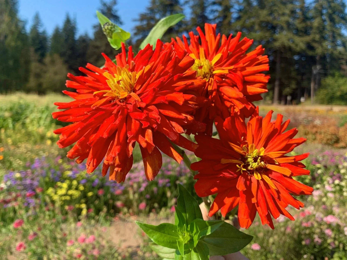 Zinnia Seeds - 100+ Super Cactus Redman Variety - Garden Flowering Plant - Zinnia elegans, Vibrant Red Blooms
