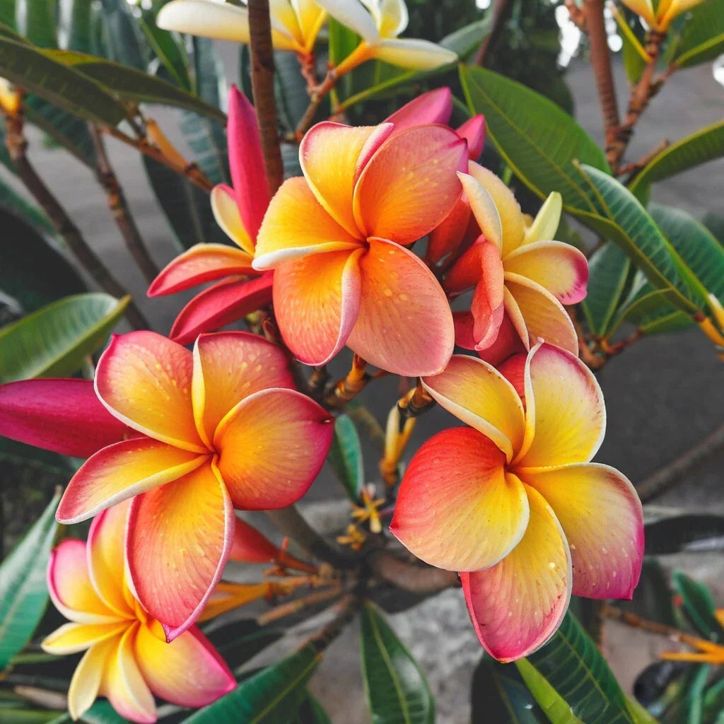 Plumeria Seeds 5 Pack - Pink Yellow Red Hawaiian Perennial Flowers