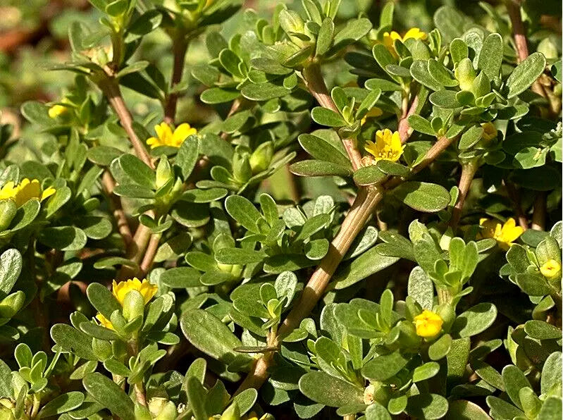 Organic Purslane Herb Seeds - 100+ Non-GMO Portulaca oleracea for Culinary Use, Edible, Fast Germination